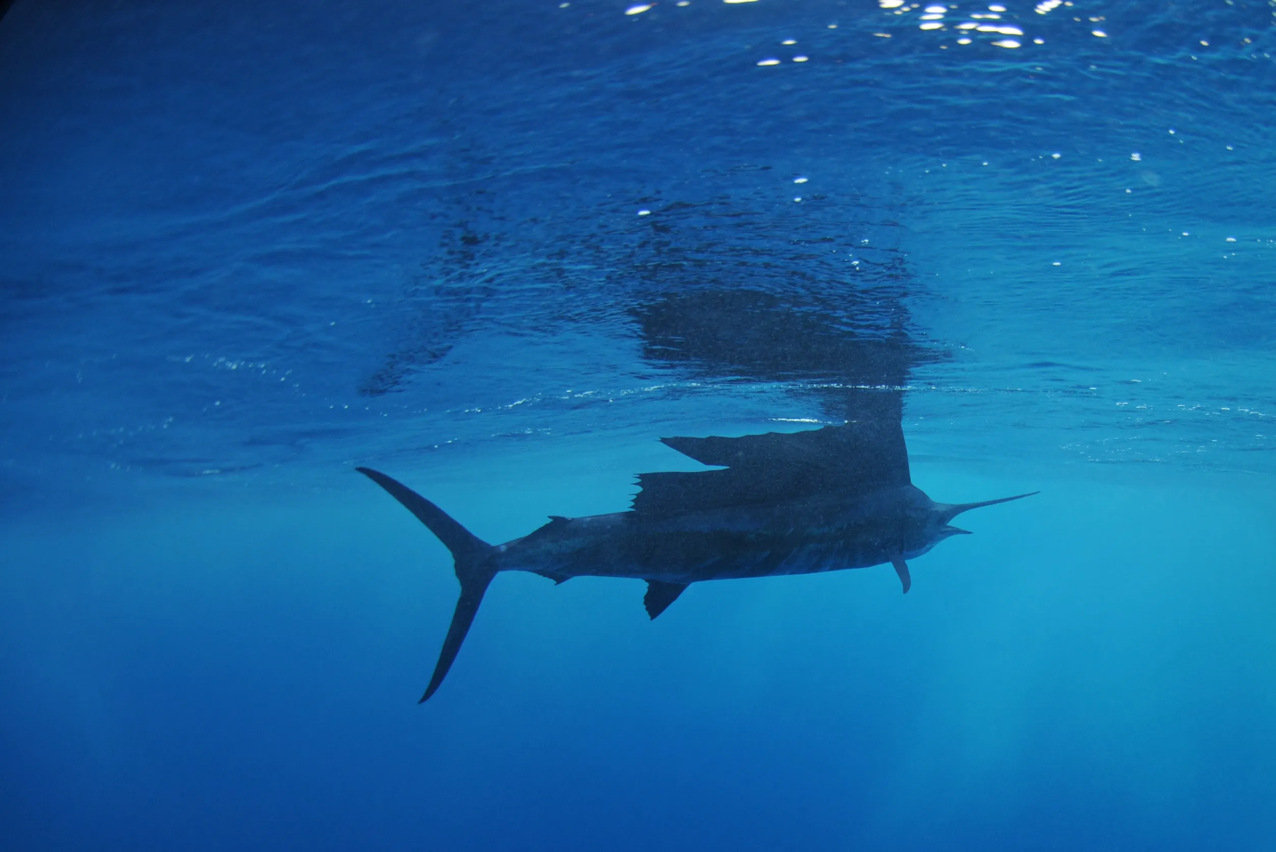 A sailfish swims gracefully beneath the ocean surface, its silhouette visible against the deep blue water. Light reflects off the wavy water above, creating a serene underwater scene.