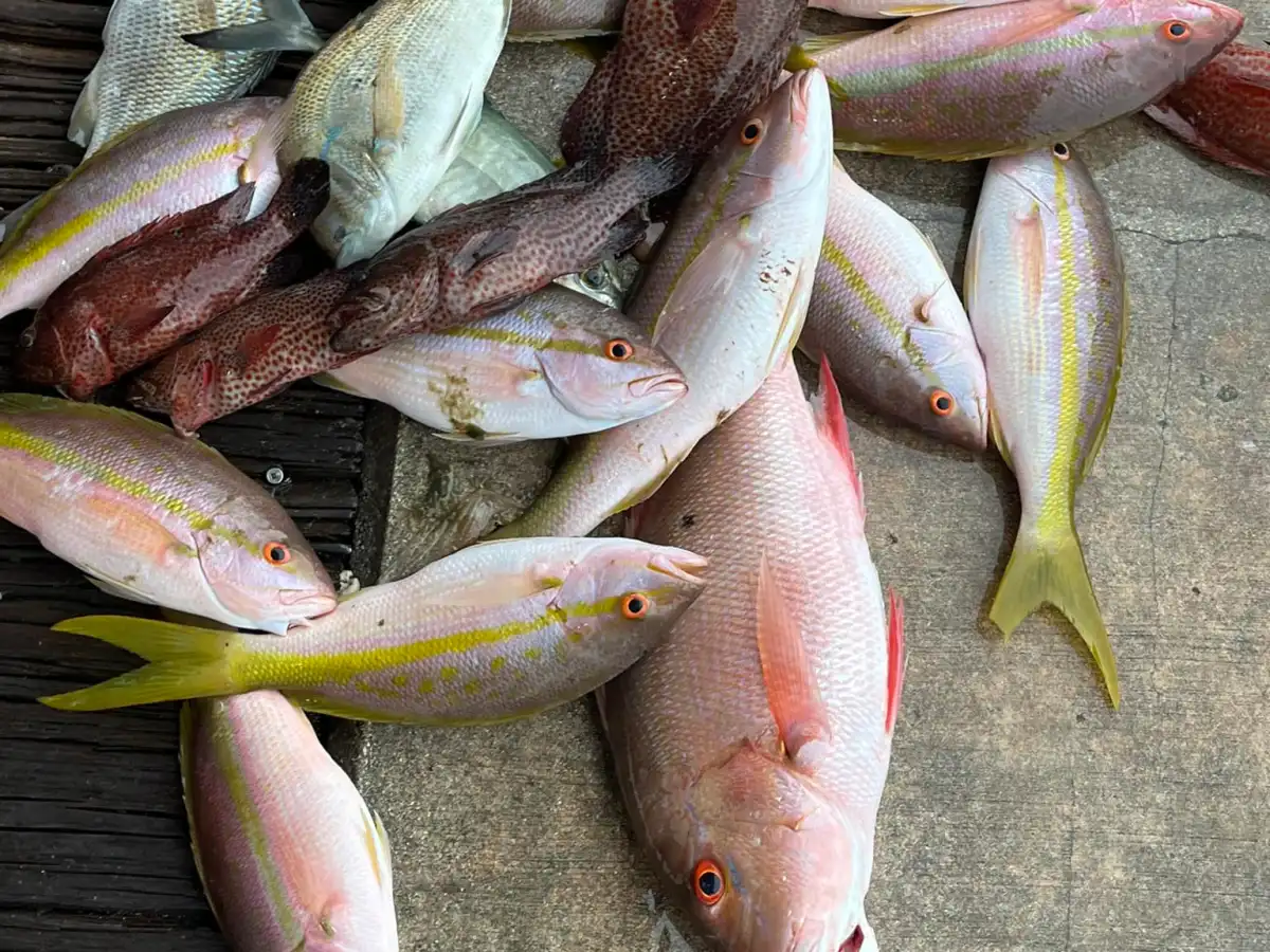 A variety of freshly caught fish with colorful scales and fins are spread out on a wooden surface. These vibrant catches, akin to those found through Pompano drift fishing adventures, display shades of pink, red, yellow, and gray, with some boasting distinctive markings.