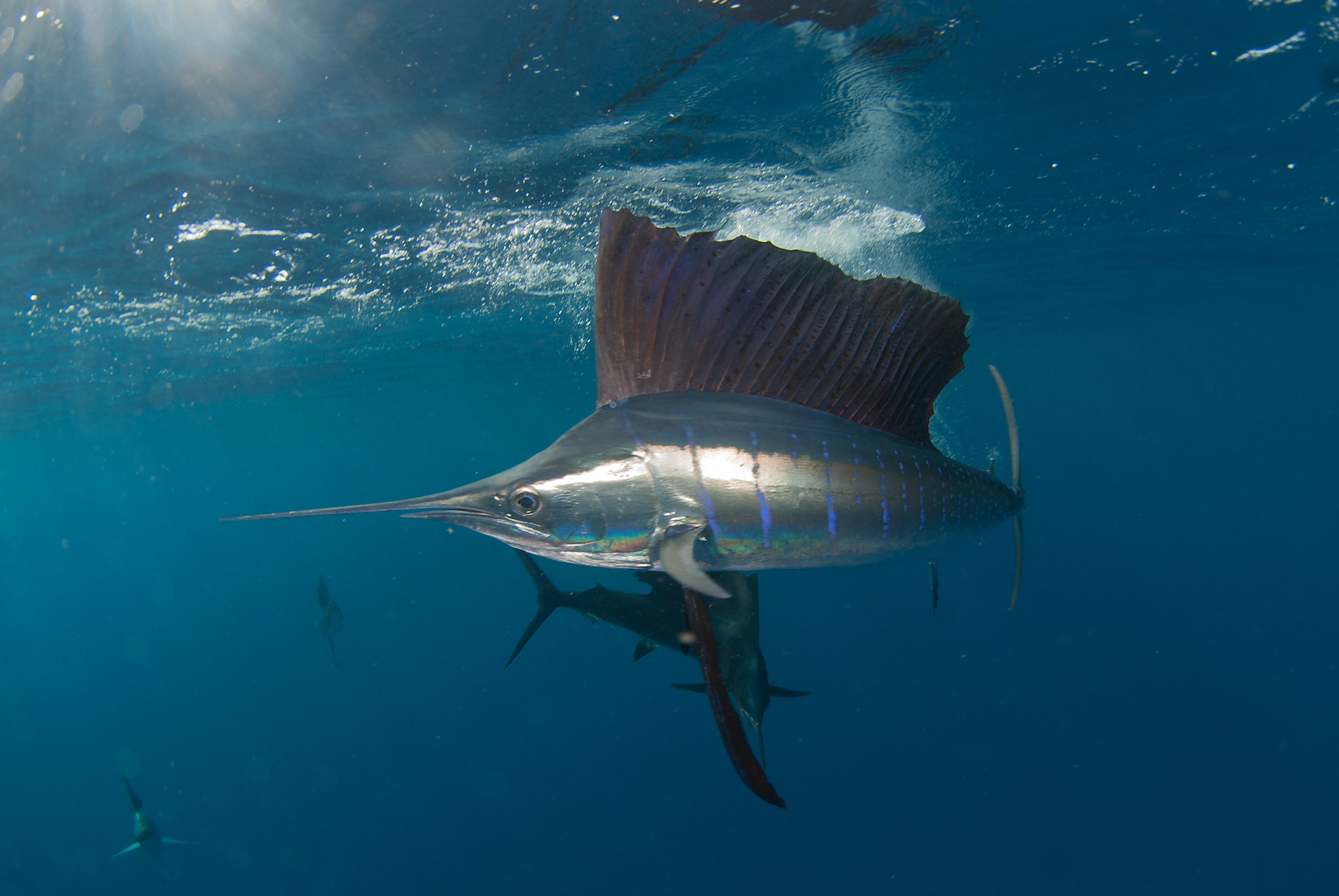 A sailfish with its distinctive elongated bill and large dorsal fin swims in clear blue water. Sunlight reflects off its silvery body. Other fish can be seen in the background.