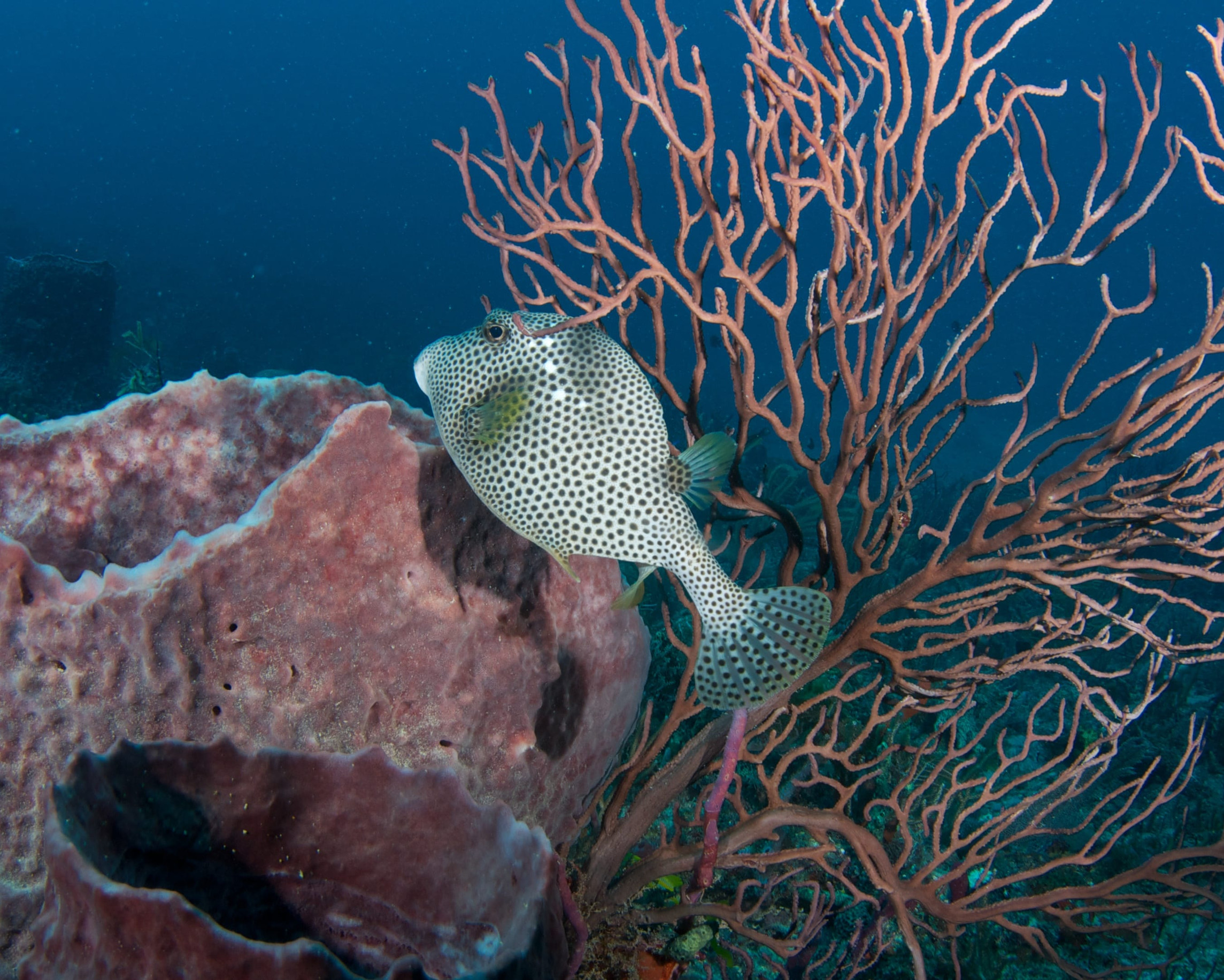 A spotted boxfish swims near a pink barrel sponge and orange sea fan coral on a reef, surrounded by deep blue ocean water.