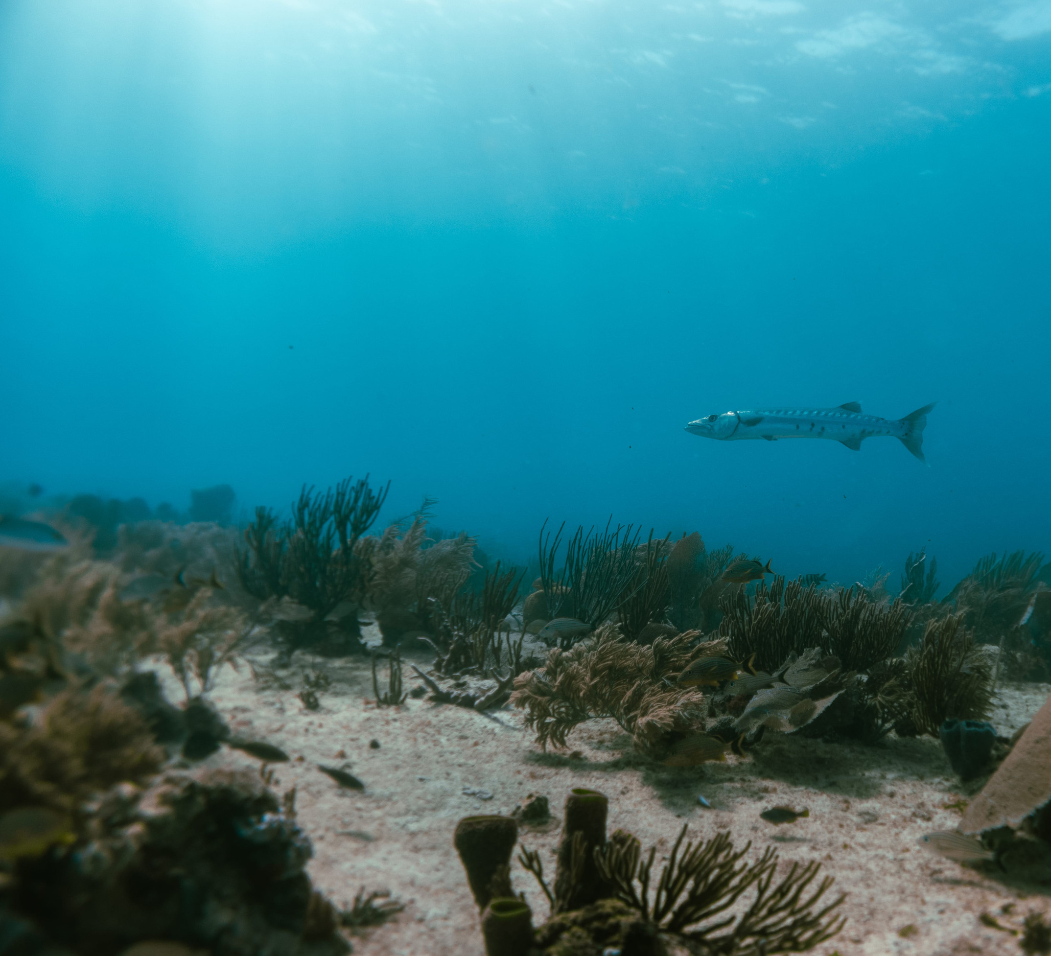 Ultimate Exciting Hillsboro Guide to Marine Life