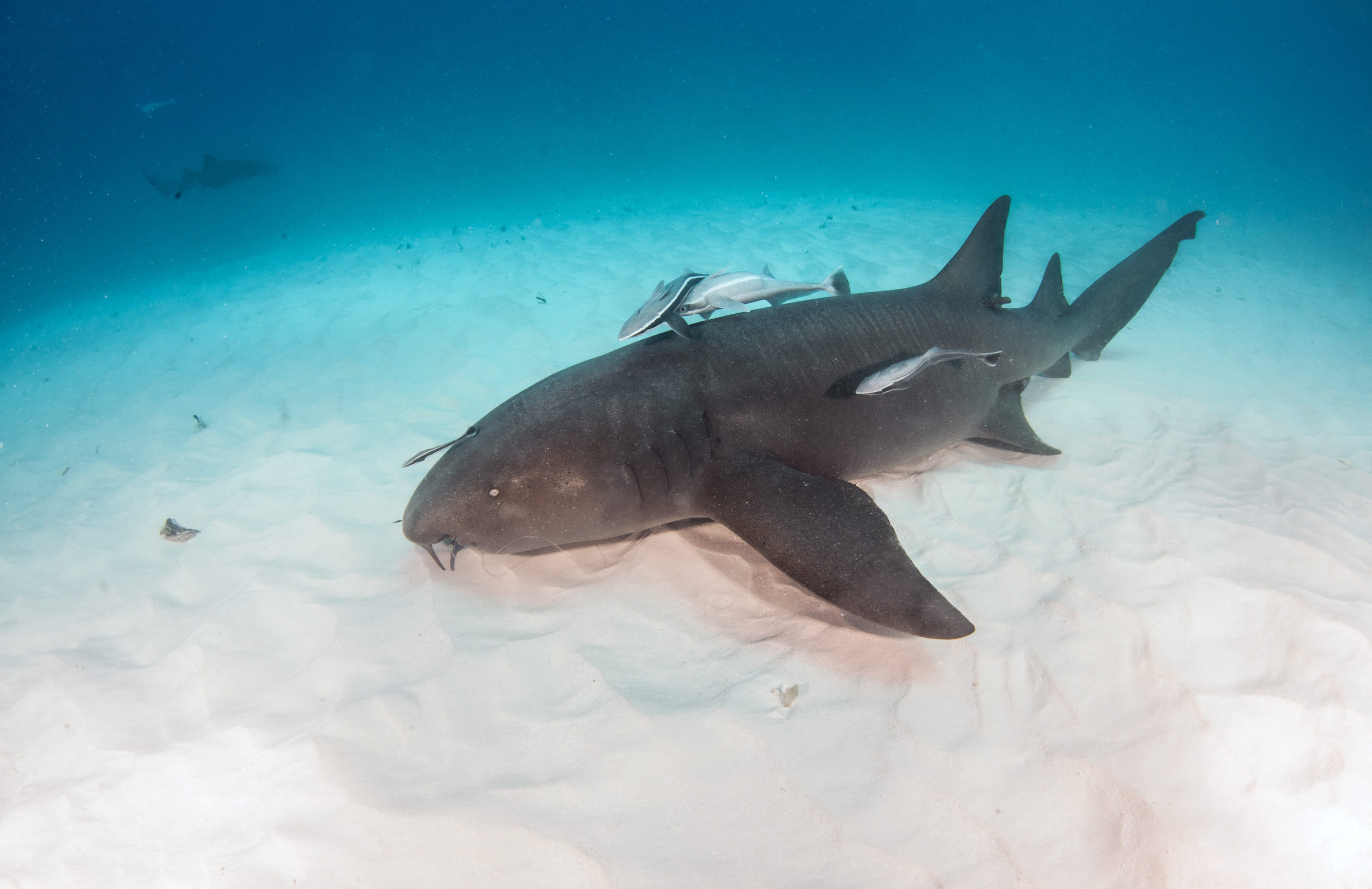 Ultimate Guide to Amazing Sharks in South Florida Waters
