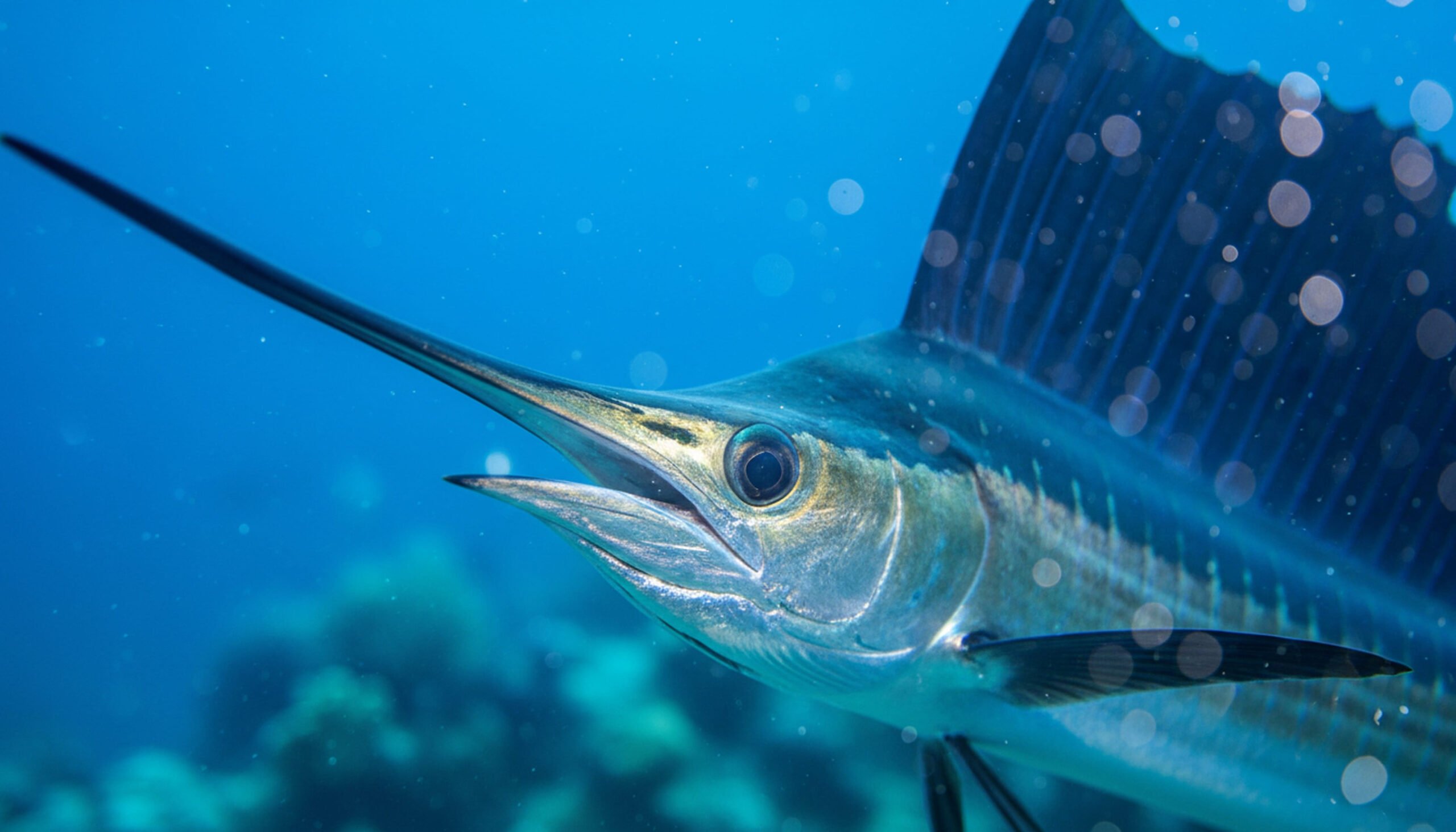 Ultimate Swordfish Secrets for Thrilling Florida Fishing