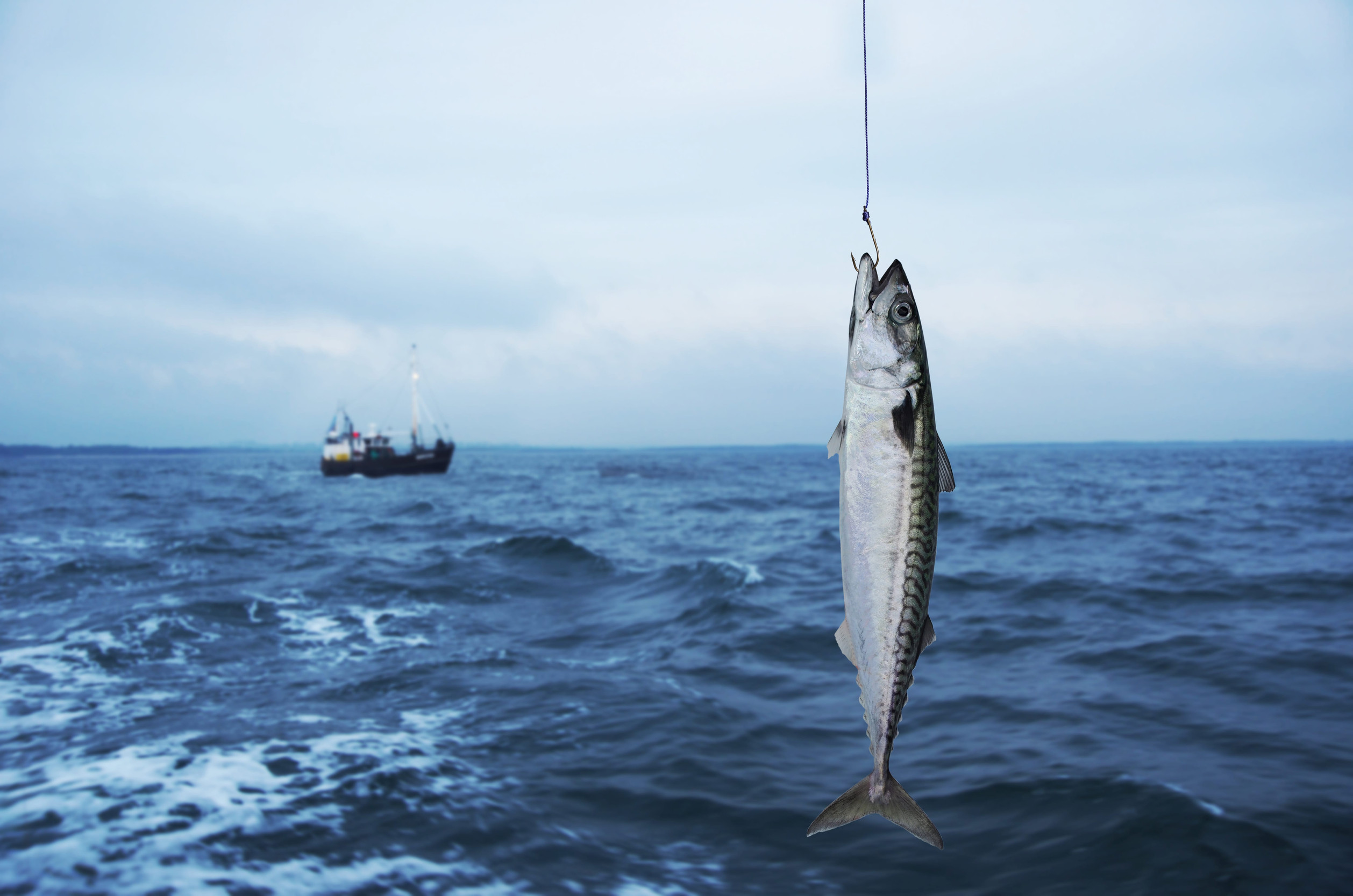 Fall Kingfish Florida: Smart Tips for Offshore Success